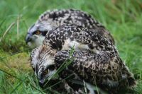 First Ospreys to breed in Yorkshire after several hundred years