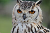 Fathers Day Gifts: Falconry Day at Bolton Castle 