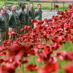  English Heritage Announce 140,000 people visited Poppies: Weeping Window