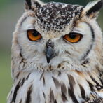 Fathers Day Gifts: Falconry Day at Bolton Castle 