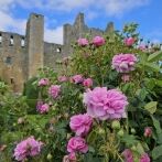 'A Good Year for the Roses' at Bolton Castle